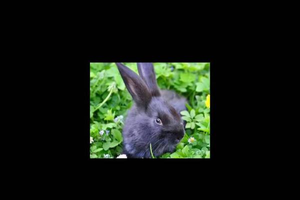 2023年兔年运势详解:水命兔的机遇与挑战解析 2023年兔年运势详解:水命兔的机遇与挑战解析