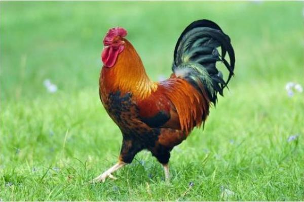 1769年属鸡之命:揭示命运中的光辉与挑战 1769年属鸡之命:揭示命运中的光辉与挑战