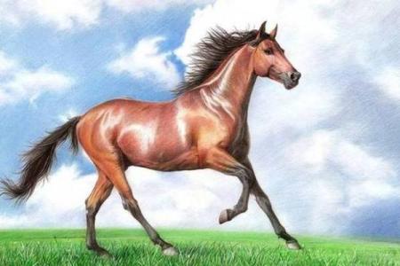 2002年属马：命运与机遇的交织之旅