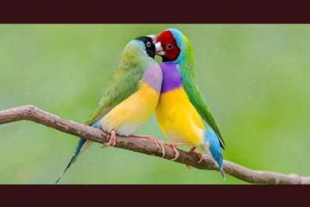 根据命的人喂鸡发财，掀起财富的新篇章！