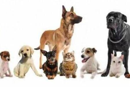 杀命之谜：深度解读与生肖动物的神秘联系