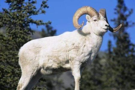 79年出生的人命运解析：深入了解您的命格与人生之旅