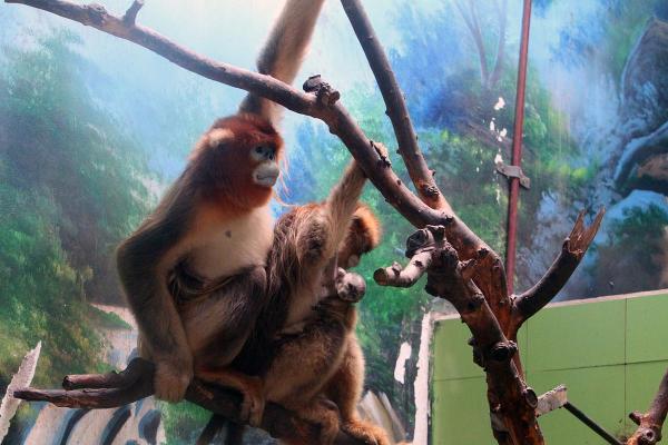 1968年猴年出生的命运与性格解析:你是猴子的一员吗? 1968年猴年出生的命运与性格解析:你是猴子的一员吗?