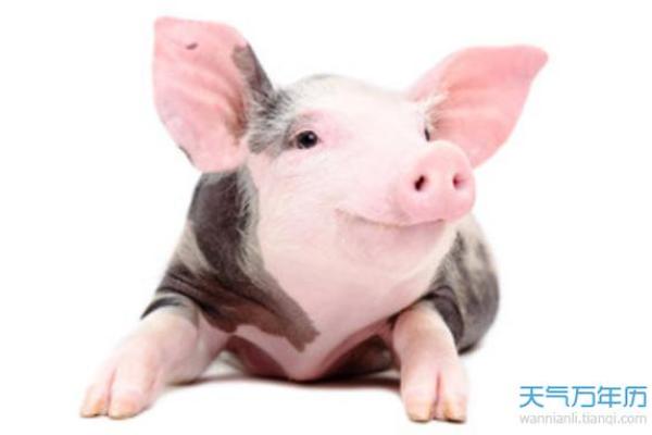 1983年属猪的性格与命运解析:猪年人的生活智慧与幸福之道 1983年属猪的性格与命运解析:猪年人的生活智慧与幸福之道