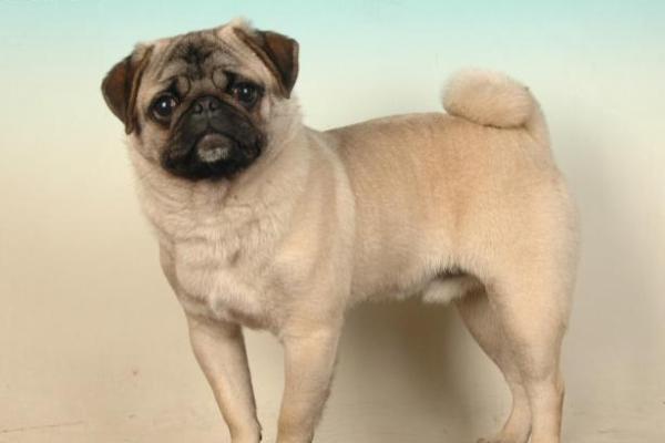 2018年出生的狗宝:命运与性格的深度解析! 2018年出生的狗宝:命运与性格的深度解析!