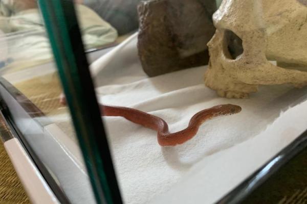 1969年出生的蛇命:智慧与魅惑的生命之旅 1969年出生的蛇命:智慧与魅惑的生命之旅