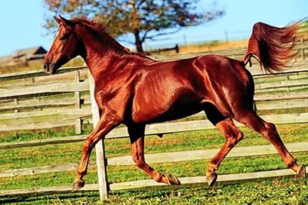 金马命的吉祥颜色:提升运势的秘密与选择 金马命的吉祥颜色:提升运势的秘密与选择