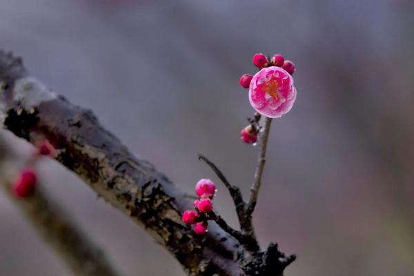 春天的召唤:73年牛命人的命运与机遇 春天的召唤:73年牛命人的命运与机遇