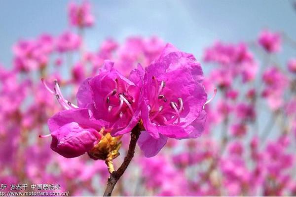 春天的召唤:73年牛命人的命运与机遇 春天的召唤:73年牛命人的命运与机遇