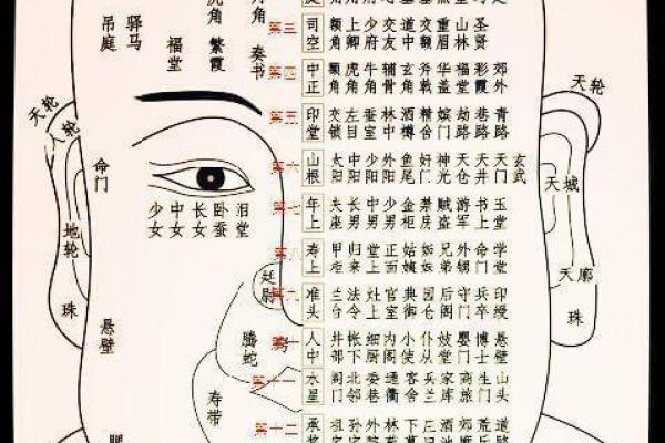 测面相:脸型解读与命运之间的神秘联系 测面相:脸型解读与命运之间的神秘联系