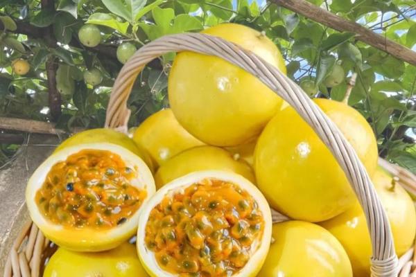 果香四溢,适合卖水果的人命理解析 果香四溢,适合卖水果的人命理解析