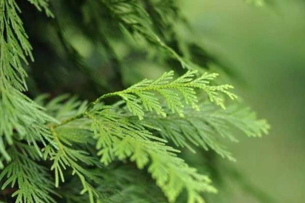 松柏木命取名的注意事项与技巧分享 松柏木命取名的注意事项与技巧分享