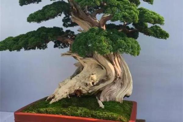 松柏木命取名的注意事项与技巧分享 松柏木命取名的注意事项与技巧分享