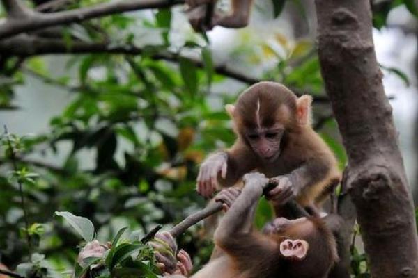 1936年属猴的命运与特点探秘:智慧与机遇并存的生活之旅 1936年属猴的命运与特点探秘:智慧与机遇并存的生活之旅