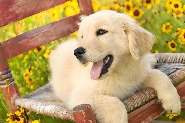 1973属狗的人生运势分析:命中注定的使命与挑战 1973属狗的人生运势分析:命中注定的使命与挑战