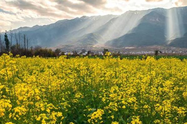羊年火命人士的植物养护指南:让生活更充满生机与活力 羊年火命人士的植物养护指南:让生活更充满生机与活力
