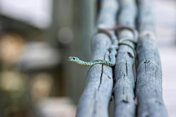 甲申井泉女命与最佳配对命理解析 甲申井泉女命与最佳配对命理解析