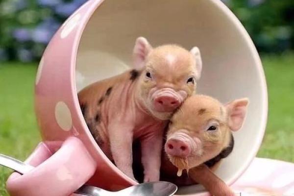 猪年宝宝的命理解析:他们的性格与未来展望 猪年宝宝的命理解析:他们的性格与未来展望