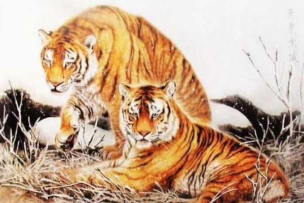 1986年出生的人命理解析:生肖虎的特点与运势 1986年出生的人命理解析:生肖虎的特点与运势