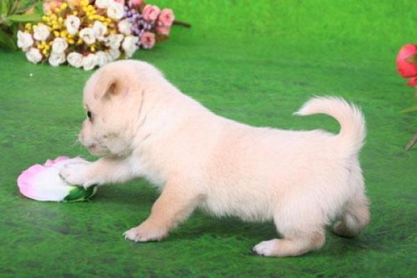 1994年属狗男人的命运与人生解析:探索性格、事业与感情的奥秘 1994年属狗男人的命运与人生解析:探索性格、事业与感情的奥秘