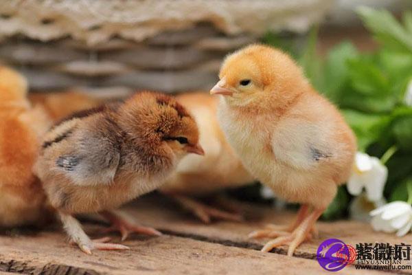 2005年属鸡的人:细数他们的命运与性格魅力 2005年属鸡的人:细数他们的命运与性格魅力