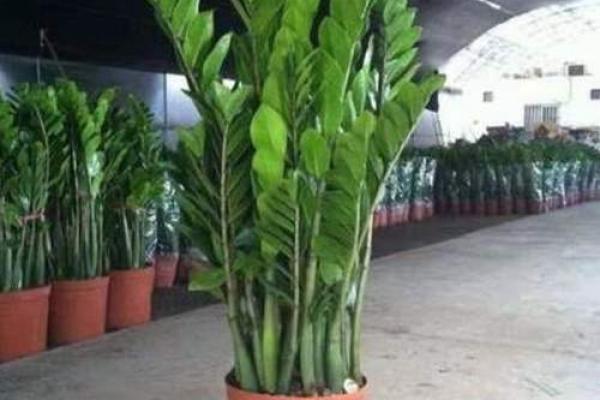 鸡年木命者推荐养殖的吉祥植物解析 鸡年木命者推荐养殖的吉祥植物解析