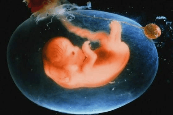 解密生男生女:父母命理与孩子性别的秘密探索 解密生男生女:父母命理与孩子性别的秘密探索