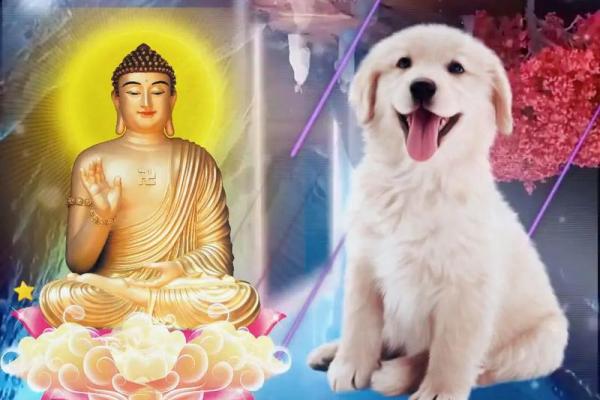 1994年出生的男狗:性格特点与人生运势分析 1994年出生的男狗:性格特点与人生运势分析