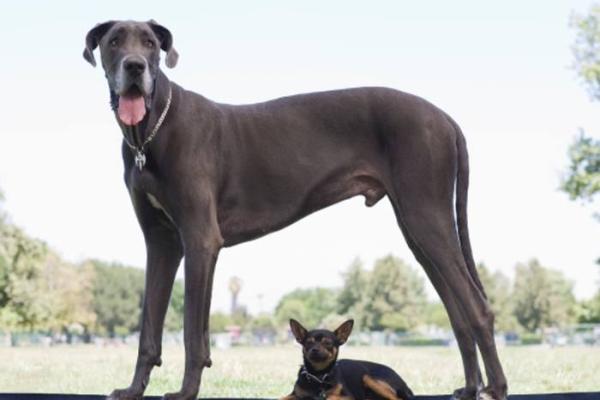 1971年出生的狗,性格与命运的独特探索 1971年出生的狗,性格与命运的独特探索