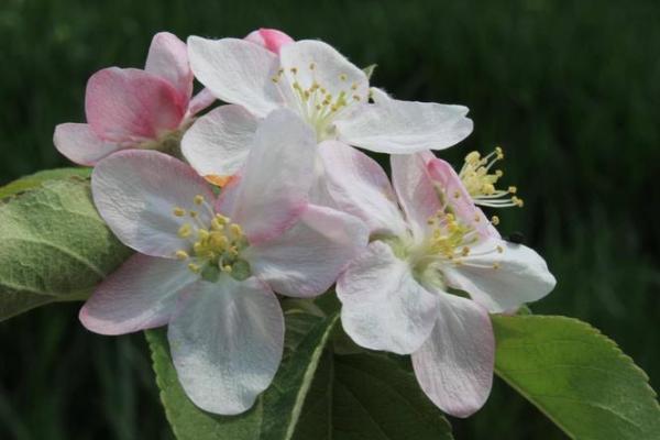 平地木命者的土壤偏好解析:助力人生蓬勃发展 平地木命者的土壤偏好解析:助力人生蓬勃发展