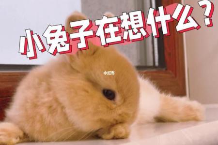 2023兔年命理解析：兔子的性格、命运与生活智慧