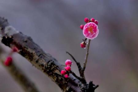 春天的召唤：73年牛命人的命运与机遇