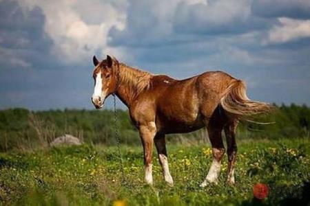 属马人2014年运势解析：机遇与挑战并存的年度旅程