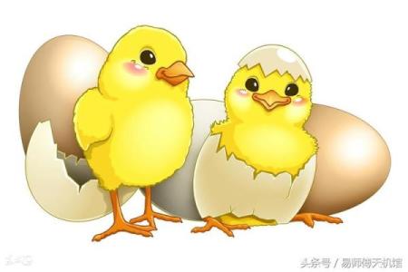 探索2017年属鸡小孩的命运与性格特征