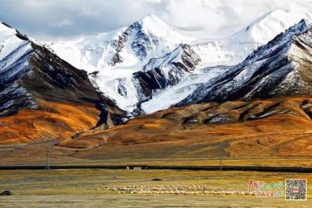 八三属猪的木命解析：您与自然元素的和谐之道