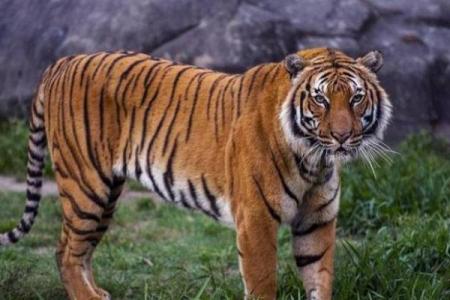 2023年虎年运势分析：探寻属于你的命运及未来发展方向