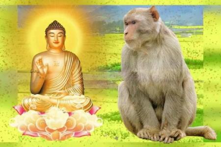 2044年属猴人的命理特点与生活启示