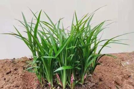 鸡年木命者推荐养殖的吉祥植物解析