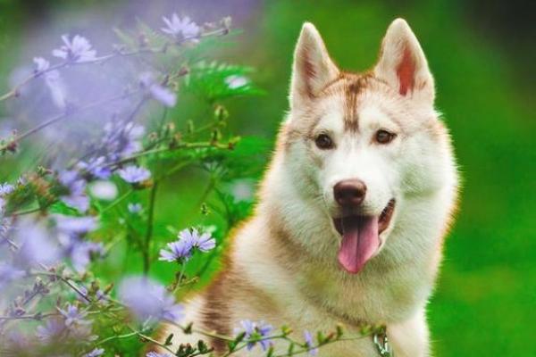 1994属狗女的命运解析:聪慧豁达赢人生 1994属狗女的命运解析:聪慧豁达赢人生