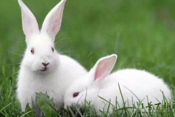 兔命人与最忌属相揭秘:避免这些冲突才能更好运 兔命人与最忌属相揭秘:避免这些冲突才能更好运