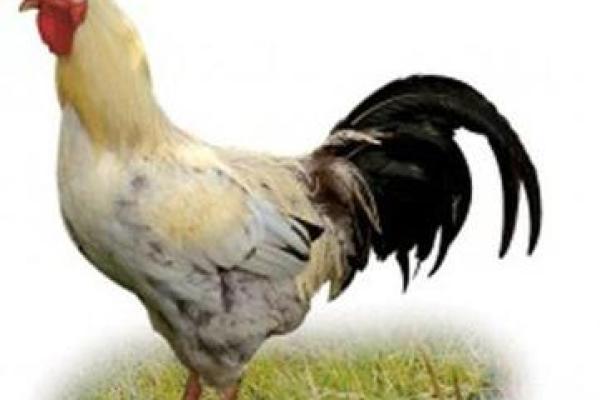 2017年属相鸡的命运解析:性格、事业与感情的全面分析 2017年属相鸡的命运解析:性格、事业与感情的全面分析