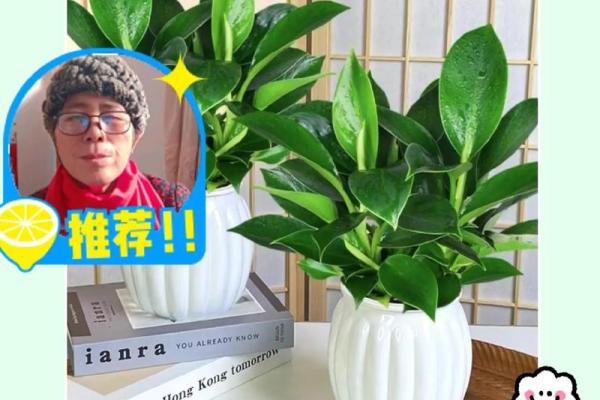 探寻女金命的植物之美:适合种植的绿意之选 探寻女金命的植物之美:适合种植的绿意之选