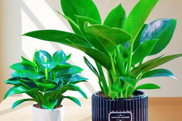 探寻女金命的植物之美:适合种植的绿意之选 探寻女金命的植物之美:适合种植的绿意之选