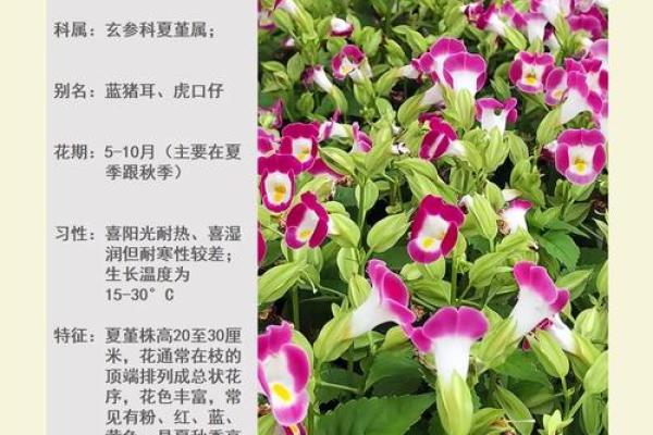 适合海水命人的植物选择与养护指南 适合海水命人的植物选择与养护指南