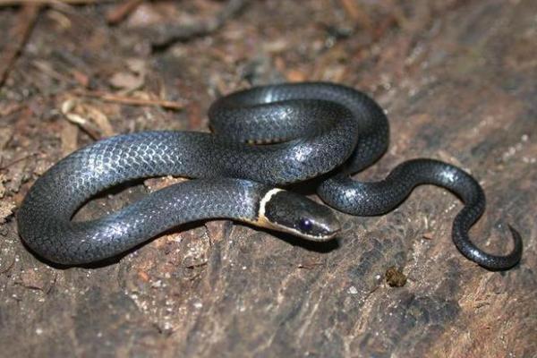 火命的人适合养哪些动物?探秘火命人的宠物选择 火命的人适合养哪些动物?探秘火命人的宠物选择