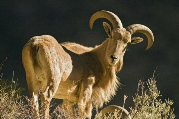 2017年属羊人的命运解析:智慧与温柔共存的生活之路 2017年属羊人的命运解析:智慧与温柔共存的生活之路