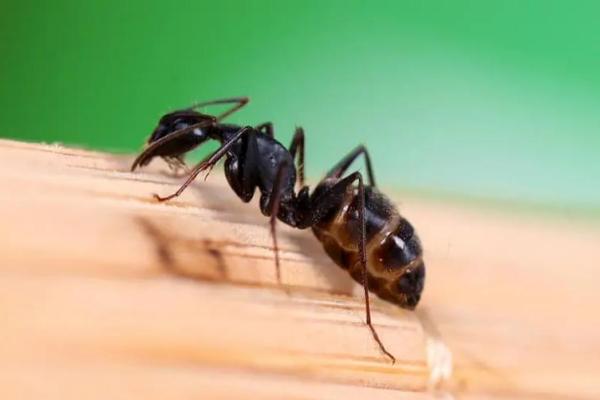 用安全有效的方法驱除蚂蚁，让家中环境更舒适！