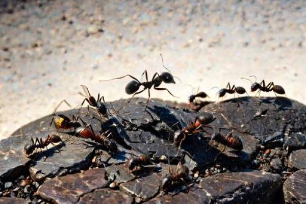 用安全有效的方法驱除蚂蚁，让家中环境更舒适！