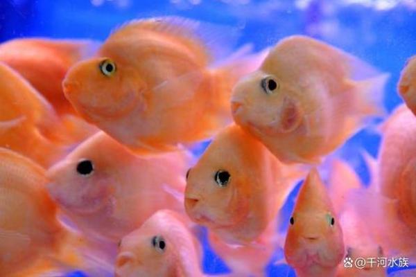 命理与水养：养鱼者的忌讳与吉祥之道