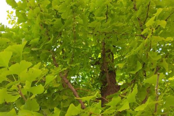 银杏树下的秘密：探寻银杏命的深刻寓意与人生哲思